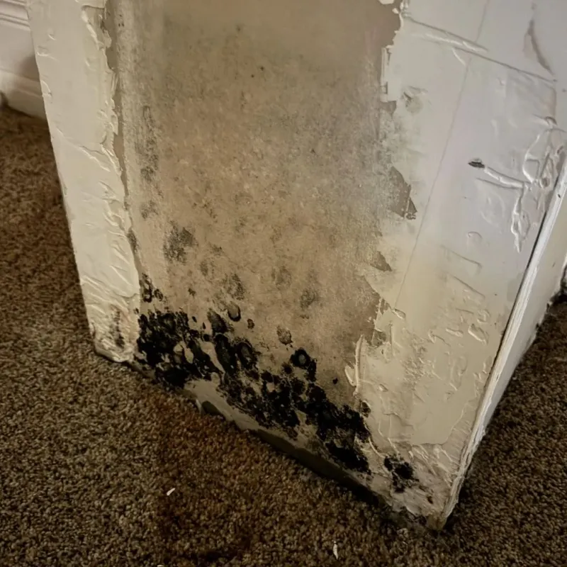 Professional Mold Removal in Story County, IA